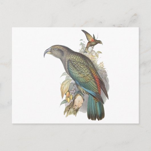 Kea Postkarte (Vorderseite)