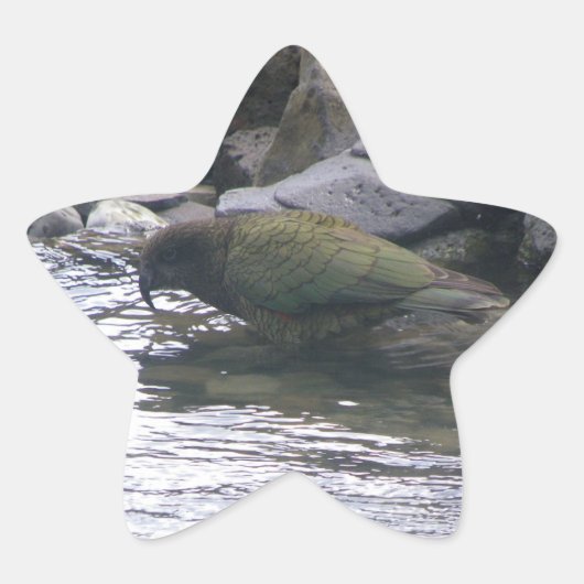 Kea Stern-Aufkleber (Vorderseite)