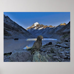 Kea und Aoraki Poster
