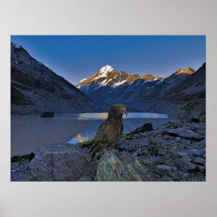 Kea und Aoraki Poster