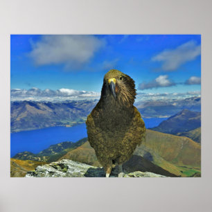 Kea von Ben Lomond Poster
