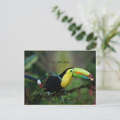 Keel Billed Toucan, tropischer Vogel Postkarte (Stehend Vorderseite)