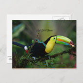 Keel Billed Toucan, tropischer Vogel Postkarte (Vorne/Hinten)