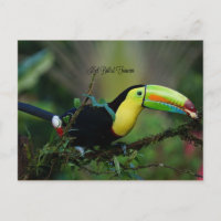 Keel Billed Toucan, tropischer Vogel