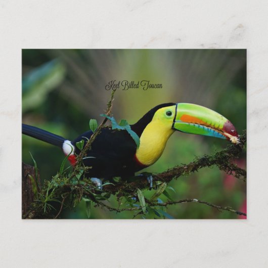 Keel Billed Toucan, tropischer Vogel Postkarte (Vorderseite)