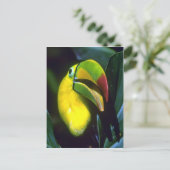 Keelschnabel Postkarte (Stehend Vorderseite)