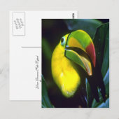 Keelschnabel Postkarte (Vorne/Hinten)