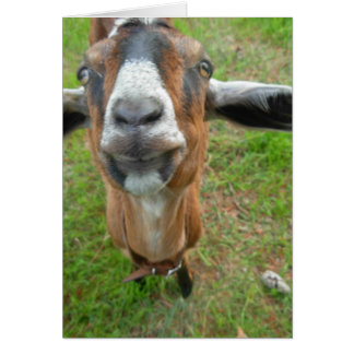 keepin mein Abstand! Mariah die Ziegenkarte