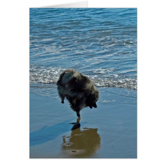 Keeshond Ballettfotos - Niedliche Original Dog Art (Vorne)