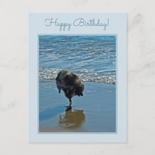 Keeshond Ballettfotos - Niedliche Original Dog Art Postkarte