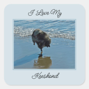 Keeshond Ballettfotos - Niedliche Original Dog Art Quadratischer Aufkleber