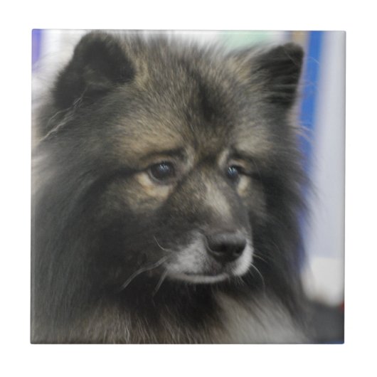 Keeshond-Fliese Fliese (Vorderseite)
