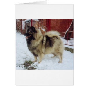 keeshond full.png