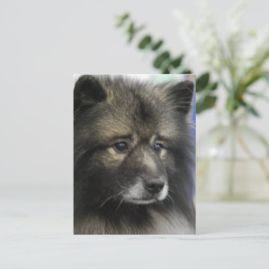 Keeshond Hund Postcard Postkarte (Stehend Vorderseite)