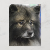 Keeshond Hund Postcard Postkarte (Vorderseite)