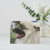 Keeshond Hund Postcard Postkarte (Stehend Vorderseite)