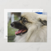 Keeshond Hund Postcard Postkarte (Vorne/Hinten)