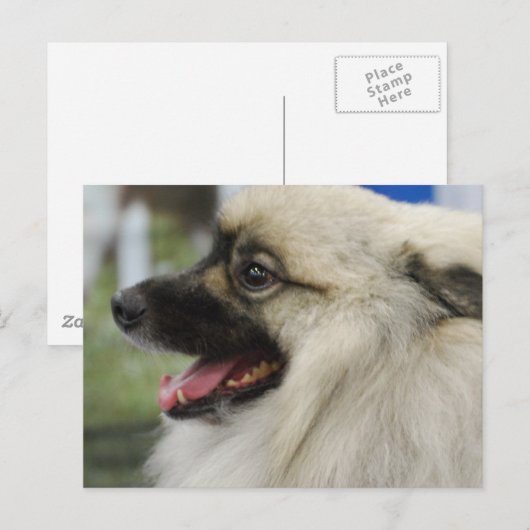 Keeshond Hund Postcard Postkarte (Vorne/Hinten)