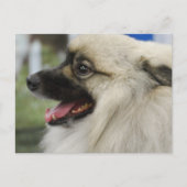 Keeshond Hund Postcard Postkarte (Vorderseite)