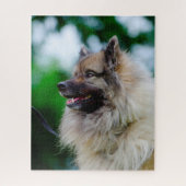 Keeshond Hund. Puzzle (Vertikal)