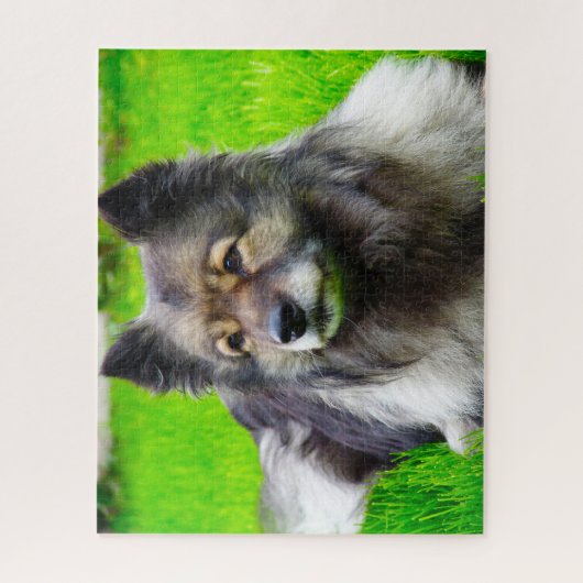 Keeshond Hund. Puzzle (Vertikal)