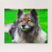 Keeshond Hund. Puzzle (Horizontal)