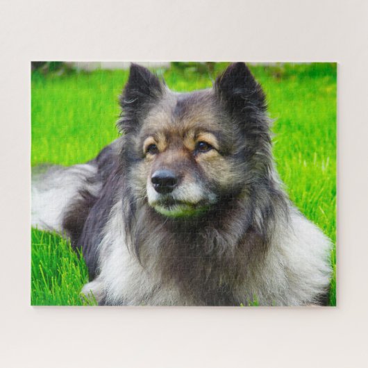 Keeshond Hund. Puzzle (Horizontal)