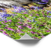 Keeshond im Lupine Bloom Poster (Ecke)