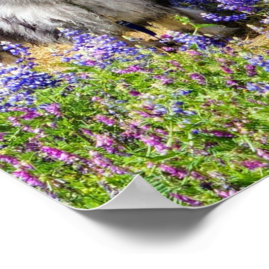 Keeshond im Lupine Bloom Poster (Ecke)