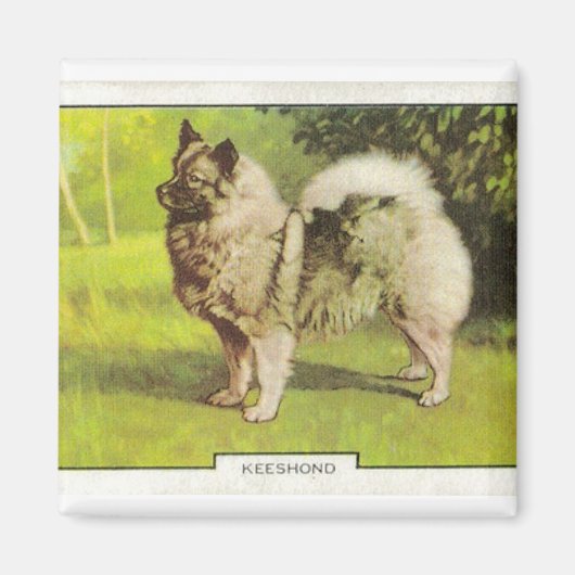 Keeshond Magnet (Vorne)