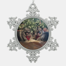 Keeshond mit Weihnachtsbaum