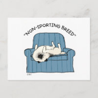 Keeshond "Non-Sporting Breed"