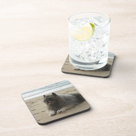 Keeshond on beach.png untersetzer (Rechte Seite)