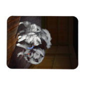 Keeshond Playtime Malerei - Niedliche Original Dog Magnet (Horizontal)