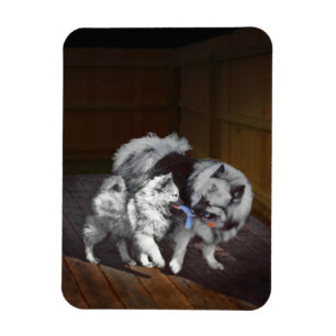 Keeshond Playtime Malerei - Niedliche Original Dog Magnet