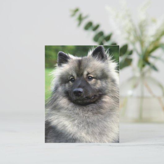 Keeshond Postkarte (Stehend Vorderseite)