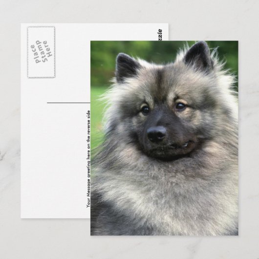 Keeshond Postkarte (Vorne/Hinten)