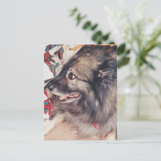 Keeshond Postkarten (Stehend Vorderseite)
