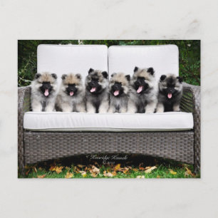 Keeshond Puppies Postkarte