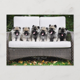 Keeshond Puppies Postkarte