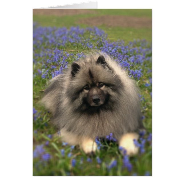 Keeshond und Blume (Vorne)