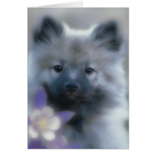 Keeshond und Columbine - Hundfoto