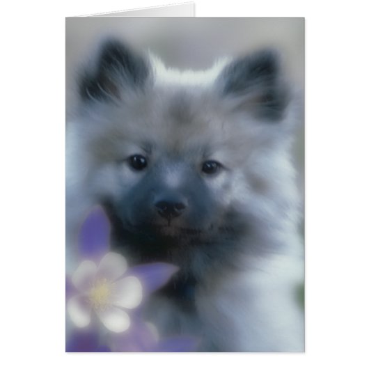 Keeshond und Columbine - Hundfoto (Vorne)