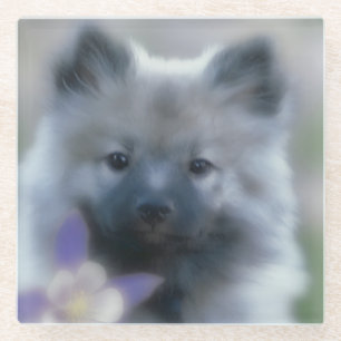 Keeshond und Columbine - Hundfoto Glasuntersetzer
