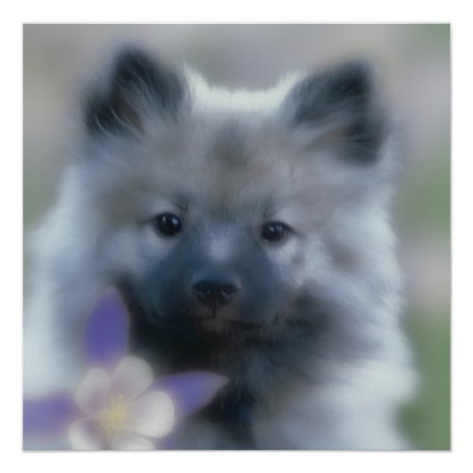 Keeshond und Columbine - Hundfoto Poster (Vorderseite)