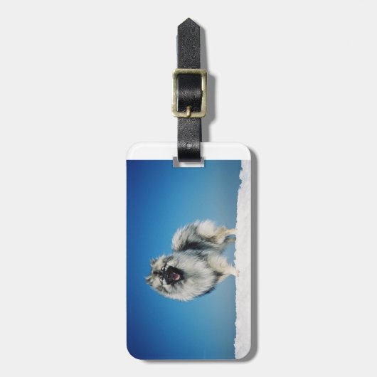 Keeshond voll in snow.png gepäckanhänger (Vorderseite vertikal)