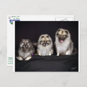 Keeshonden "Für Behalt!" Postkarte (Vorne/Hinten)