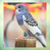 Keet Fensteraufkleber (Blatt 3)