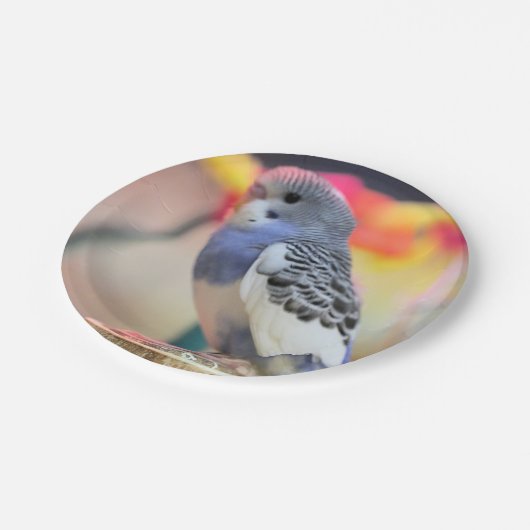 Keet Pappteller (Schrägansicht)