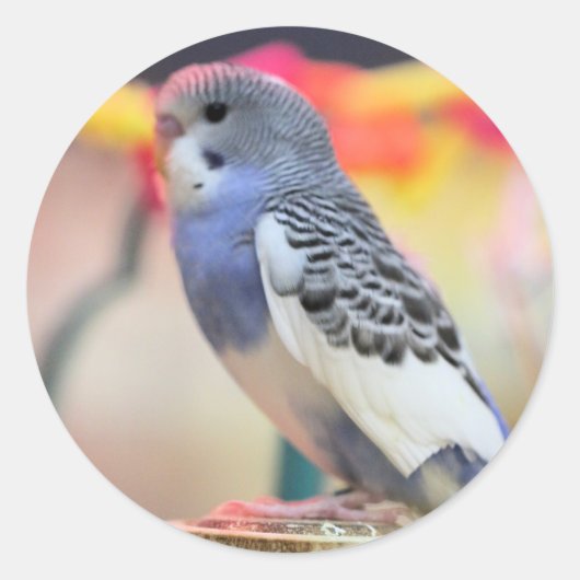 Keet Runder Aufkleber (Vorderseite)